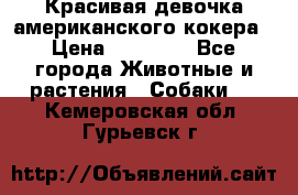 Красивая девочка американского кокера › Цена ­ 35 000 - Все города Животные и растения » Собаки   . Кемеровская обл.,Гурьевск г.